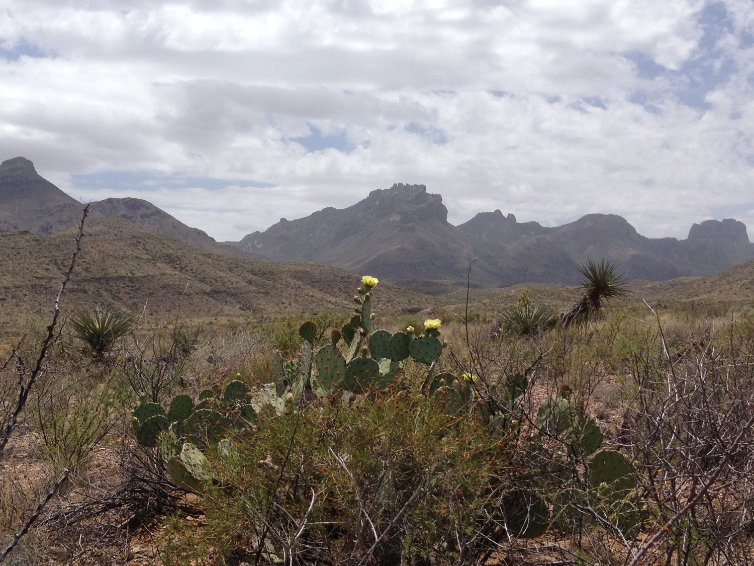 View of the Chisos Mountains with blooming yellow cactus flowers in the foreground as seen from near Panther Junction in Big Bend National Park