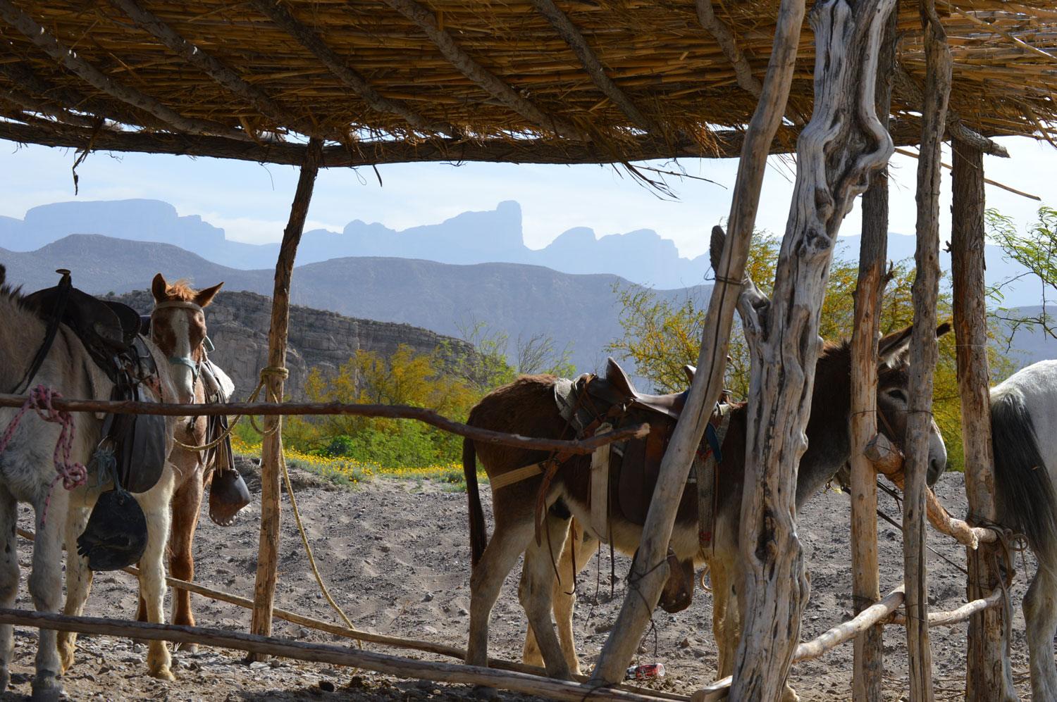 Saddled burros under a rustic shady shed near Boquillas, Mexico, with the Sierra del Carmen mountains in the background