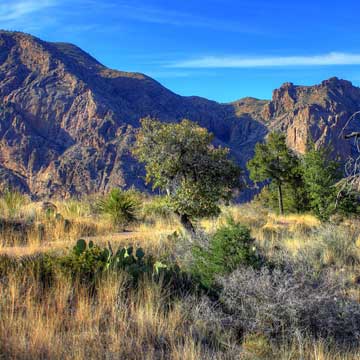 Short walking trail in Chisos Mountain Basin with Chisos Mountains in the background
