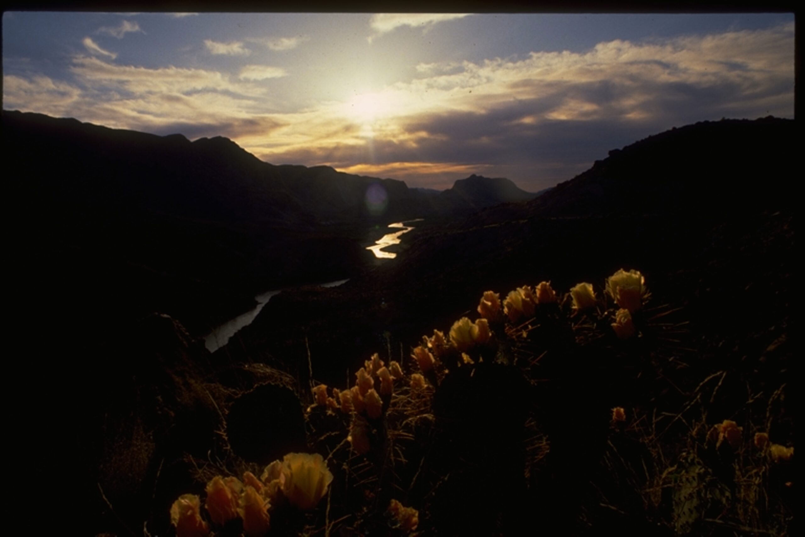View of the Rio Grande River at sunset with blooming yellow cactus flowers in the foreground in Colorado Canyon in Big Bend Ranch State Park